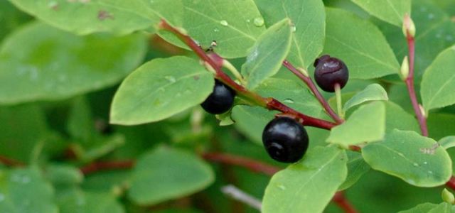 Highbush blueberry